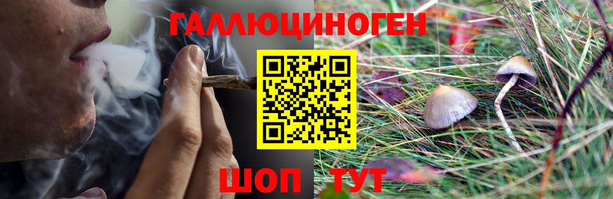 как найти   Псилоцибиновые грибы Cubensis  Вход с VPN  Псилоцибиновые грибы GOLDEN TEACHER  Кохма 